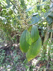 Miconia sylvatica