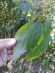 Miconia sylvatica