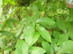 Castanea sativa