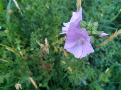 Malva moschata