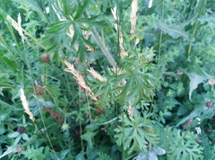 Malva moschata