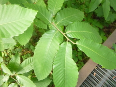 Castanea sativa