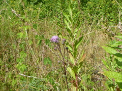 Cirsium arvense