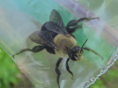 Ptilothrix bombiformis