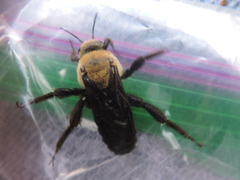Ptilothrix bombiformis