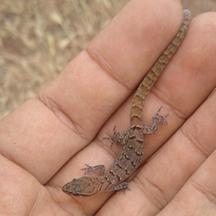 Saurodactylus fasciatus
