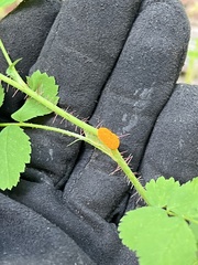 Phragmidium rosae-multiflorae