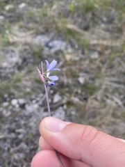 Sisyrinchium mucronatum
