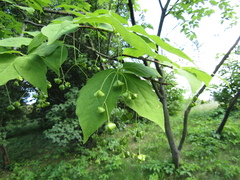 Euonymus miniata