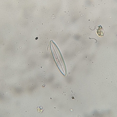 Neidiineae