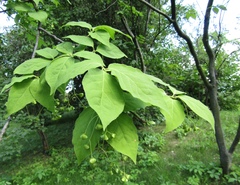 Euonymus miniata