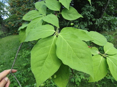 Euonymus miniata