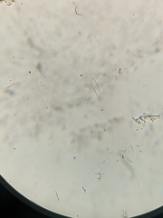Neidiineae