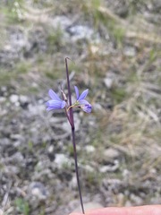 Sisyrinchium mucronatum