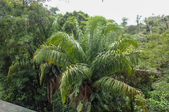 Attalea butyracea