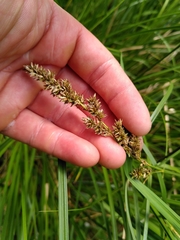 Carex appropinquata