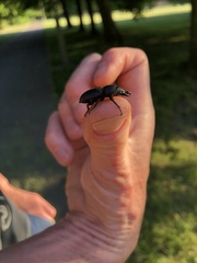 Dorcus parallelipipedus