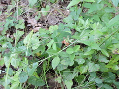 Pediomelum rhombifolium