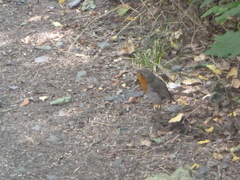 Erithacus rubecula