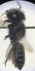 Megachile rotundata