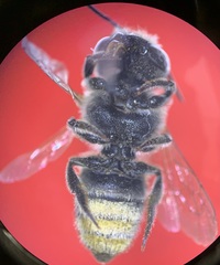 Megachile rotundata