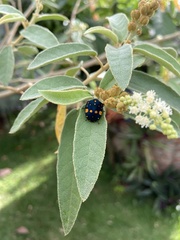Pachycoris fabricii