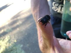 Dorcus parallelipipedus