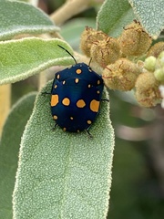 Pachycoris fabricii