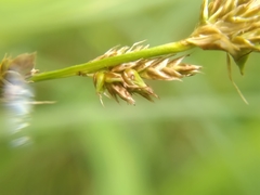 Carex appropinquata