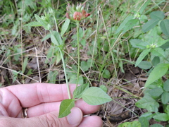 Pediomelum rhombifolium