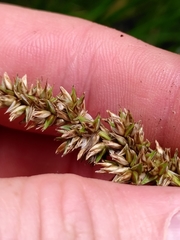 Carex appropinquata