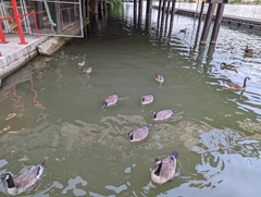 Branta canadensis