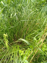 Carex appropinquata