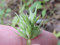 Pediomelum rhombifolium