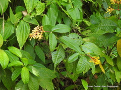 Palicourea padifolia