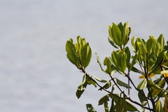 Rhizophora mangle
