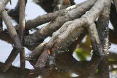 Rhizophora mangle