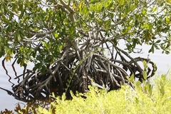 Rhizophora mangle