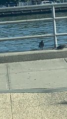 Columba livia