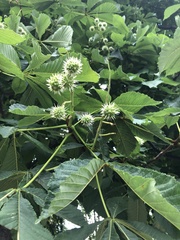 Aesculus