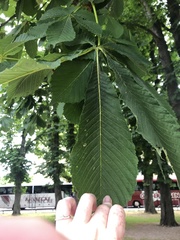 Aesculus