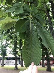 Aesculus