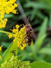 Nomada luteola