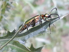 Lytta vesicatoria
