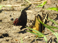 Mimoides thymbraeus thymbraeus