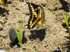 Mimoides thymbraeus thymbraeus