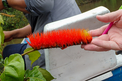 Combretum rotundifolium