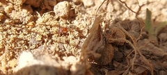Pheidole crassicornis