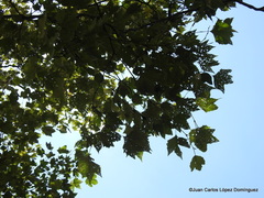 Platanus mexicana