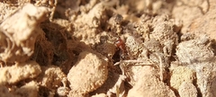 Pheidole crassicornis